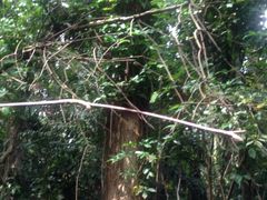 -武吉知马自然保护区