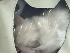 -博特宠物医院24h犬猫全科.骨科·异宠