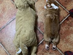 -樊家宠物医院
