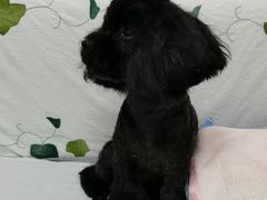 -中农大我爱我爱24h动物医院·中医针灸·猫专科·骨科医疗中心(双井店)