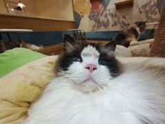 -滚猫咖啡·猫咖·猫友好撸猫(未来城店)