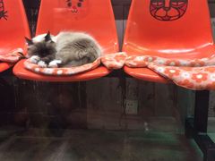 -猫咪博物馆(顶澳仔猫街店)