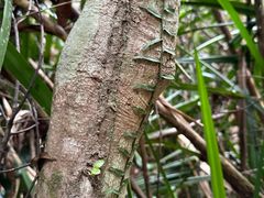-海南热带雨林国家公园吊罗山景区
