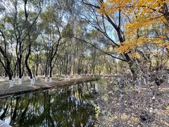 -长白岛森林公园