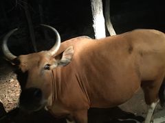 -清迈夜间动物园