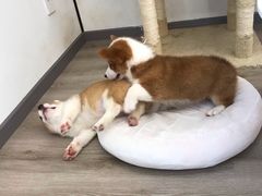 -浣熊柯尔鸭土拨鼠·电玩咖