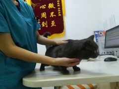 -创凡宠物医院·骨专科  猫科中心(西乡分院)