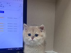 -瑞鹏宠物医院·爱宠堂·骨外专科(西荷分院)