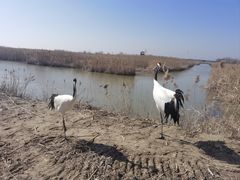 -盐城丹顶鹤湿地生态旅游区