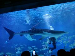 -烟台海昌鲸鲨海洋公园