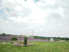 -紫颐香薰山谷景区
