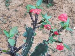 -松山湖梦幻百花洲
