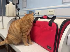 -纳吉亚猫专科动物诊疗中心(蒋宅口分院)