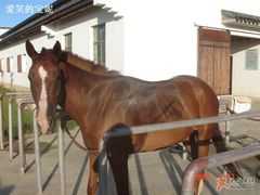 -松声马术俱乐部