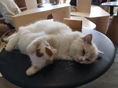 -瞄一喵猫咖(格力海岸店)