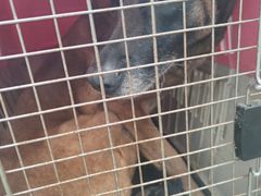 -爱贝特动物医院·猫口炎专科