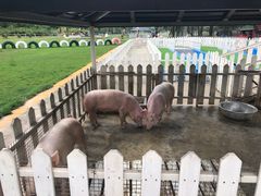 -大连铭湖国际观光牧场