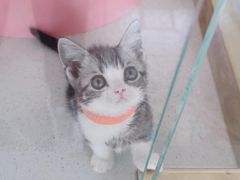 -糯米喵星人总部直营旗舰店·猫舍·幼猫出售