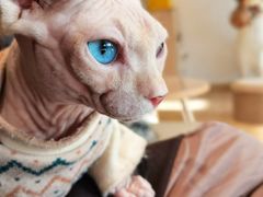 -猫腻·猫咖·撸猫馆(星光大道店)