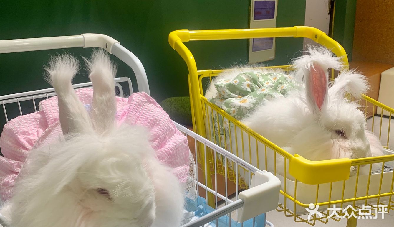 合肥探店｜安哥拉巨兔体验馆