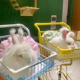 合肥探店｜安哥拉巨兔体验馆