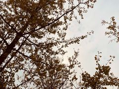 -重庆中央公园(渝北区)