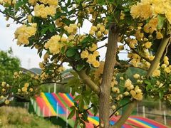 -名花谷生态庄园