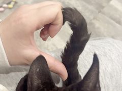 -楼上猫咖(罗湖店)