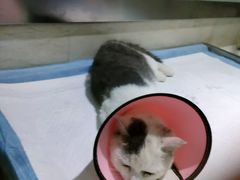 -暖阳宠物医院·犬猫康复中心·骨科