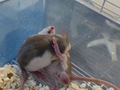 -萌兽医馆·眼科·异宠专科(三里屯店)