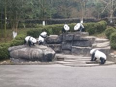 -都江堰中华大熊猫苑