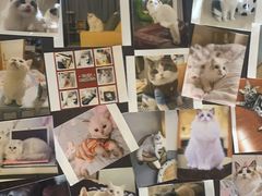 -欣宠猫屋·矮脚拿破仑·蓝金金渐层