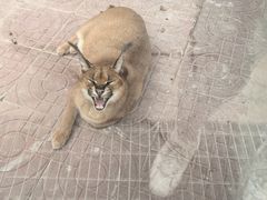 -西霞口神雕山野生动物世界