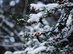 -武陵山森林公园