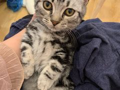 -猫咪派对(江南西店)