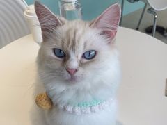 -怪兽屋·羊驼·猫咖·狗咖(俊华广场店)