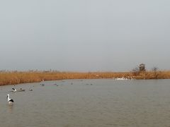 -盐城丹顶鹤湿地生态旅游区