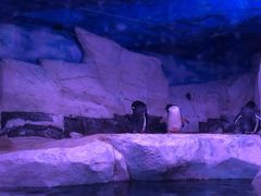 -暹罗海洋世界