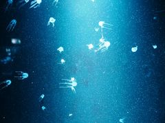 -欢乐海岸海洋奇梦馆