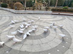 -南宫五洲植物乐园