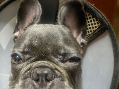 -宠爱国际动物医院· 猫科· 外科·中兽医(长白店)