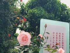 -百万葵园