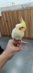 -Moni星球萌宠·小马宝莉·灵蛇·高端高阶全萌宠互动体验俱乐部(红豆国际广场店)
