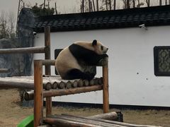 -杭州野生动物世界