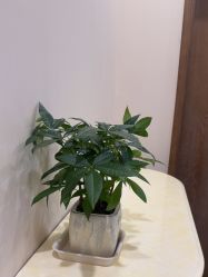 -北京米扬丽格医疗美容·联合丽格鼻整形中心