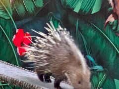 -清迈夜间动物园