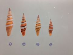 -青岛贝壳博物馆