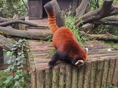 -云南野生动物园