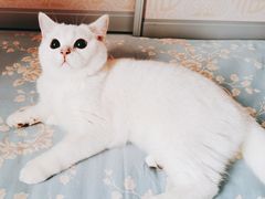 -猫大福·Fortune Cat猫舍(百子湾店)