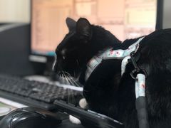-宠爱国际动物医院· 猫科· 外科·中兽医(长白店)